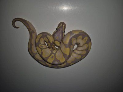 Королівський пітон Banana 100%  het pied 32008 фото
