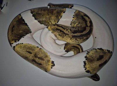 Королівський пітон Рastel specter pied 32014 фото