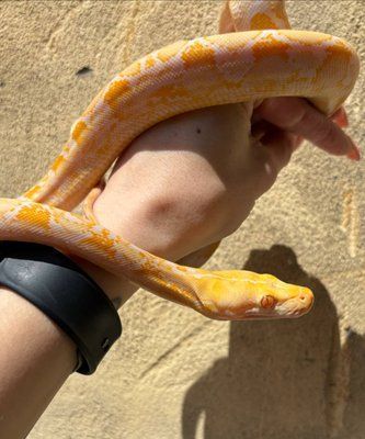 Сітчастий пітон Albino 32015 фото