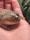 Lepidobatrachus laevis 40009 фото