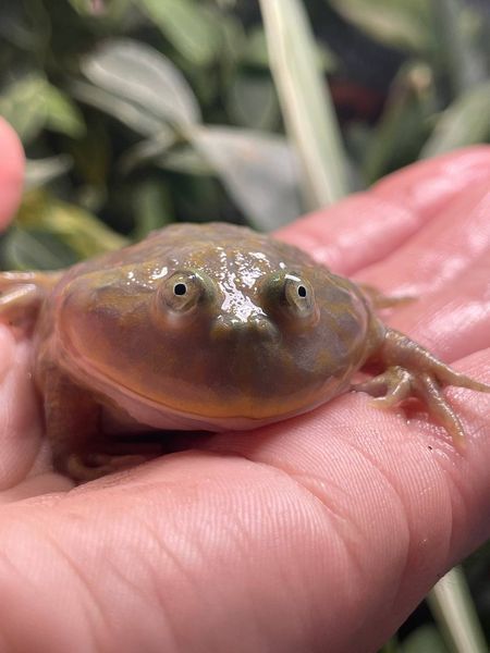 Lepidobatrachus laevis 40009 фото