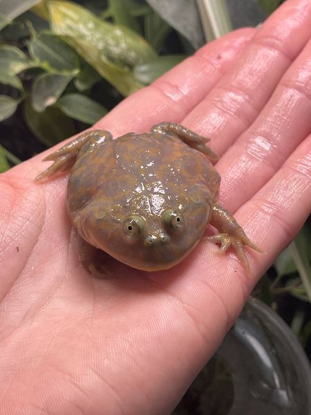 Lepidobatrachus laevis 40009 фото