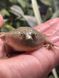 Lepidobatrachus laevis 40009 фото 2