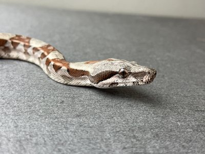 Удав звичайний (лат. Boa constrictor)  31001 фото