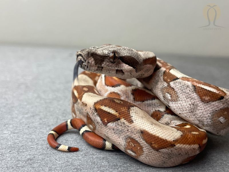 Удав звичайний (лат. Boa constrictor)  31001 фото