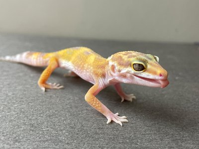 Эублефар (лат. Eublepharis macularius) - Tremper Albino 11004 фото