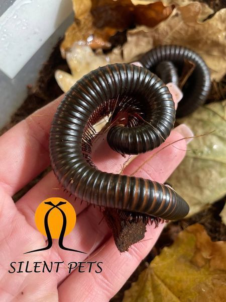 Африканський гігантський ківсяк Spirostreptus gigas 81001 фото