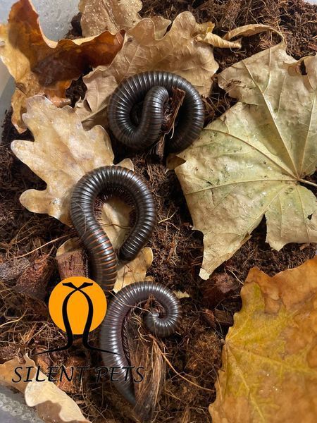 Африканський гігантський ківсяк Spirostreptus gigas 81001 фото