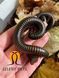 Африканський гігантський ківсяк Spirostreptus gigas 81001 фото 3