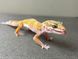 Еублефар (лат. Eublepharis macularius) - Tremper Albino 11004 фото 1