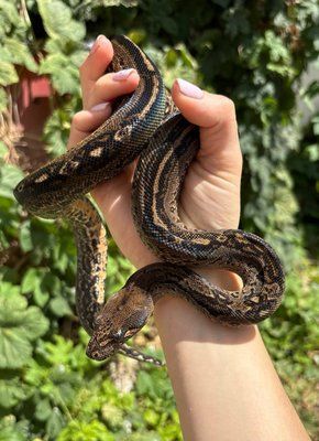 Boa constrictor Leopard Самка 31004 фото
