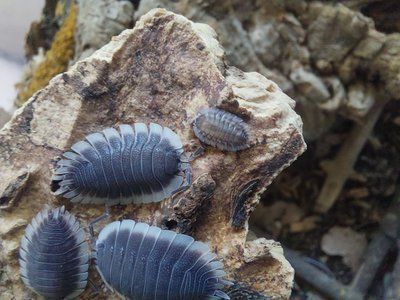 Porcellio werneri 19001 фото