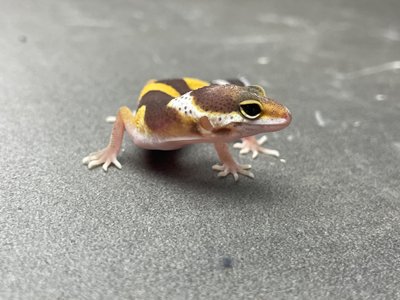 Tremper Albino 0724 фото