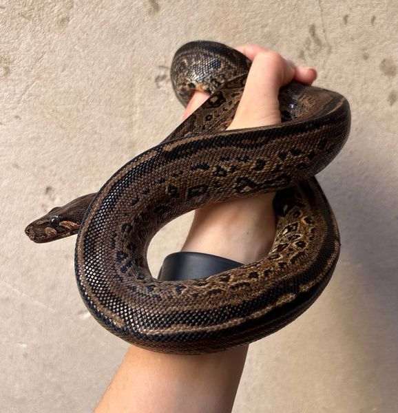 Boa constrictor Leopard Самка 31004 фото