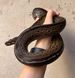 Boa constrictor Leopard Самка 31004 фото 3