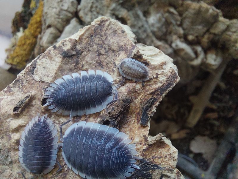 Porcellio werneri 19001 фото