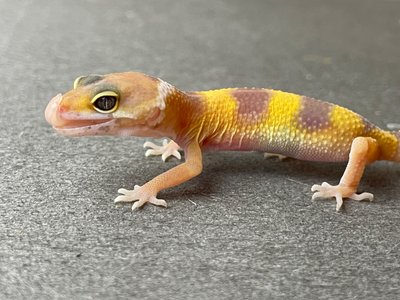 Эублефар (лат. Eublepharis macularius) - Tremper Albino 11006 фото