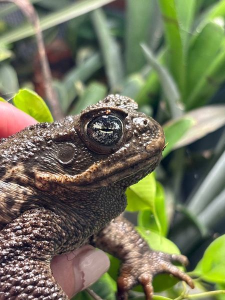 Жаба ага Rhinella marina 40015 фото