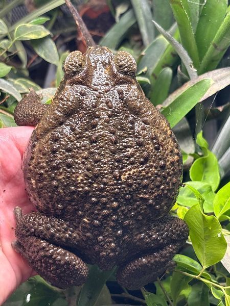 Жаба ага Rhinella marina 40015 фото