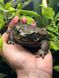 Жаба ага Rhinella marina 40015 фото 1