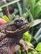 Жаба ага Rhinella marina 40015 фото 2
