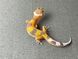 Эублефар (лат. Eublepharis macularius) - Tremper Albino 11006 фото 3