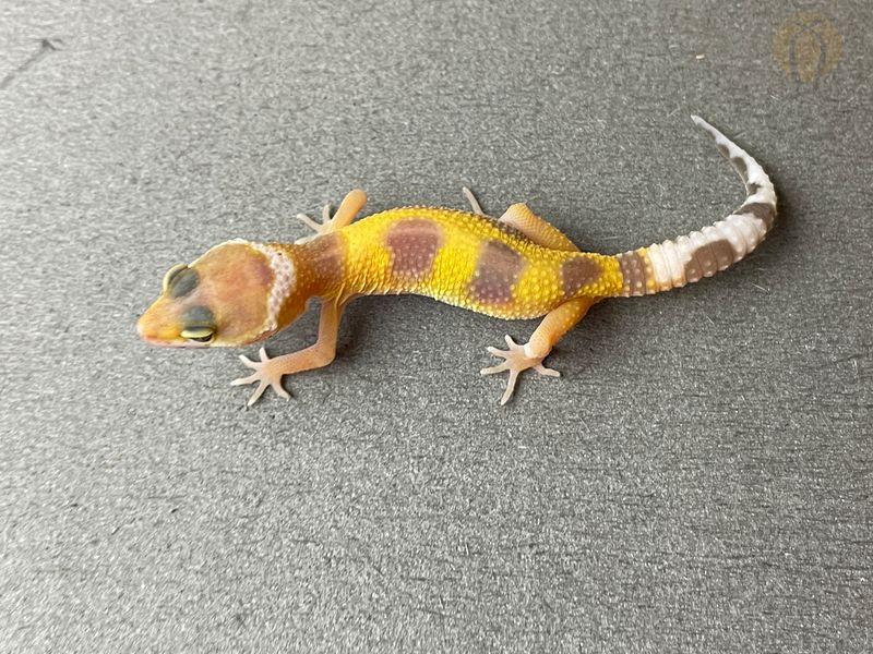 Еублефар (лат. Eublepharis macularius) - Tremper Albino 11006 фото