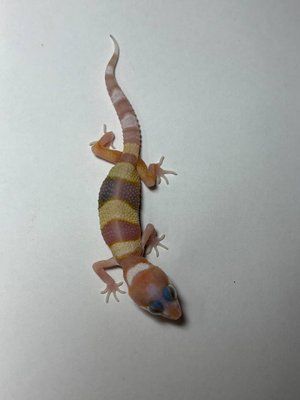 Tremper albino white & yellow  1801 фото