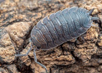 Porcellio scraber 19006 фото