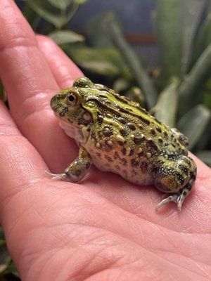 Pyxicephalus adspersus 40010 фото