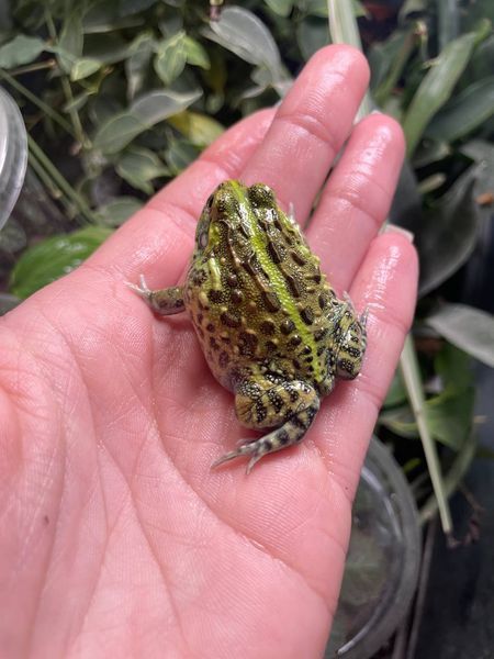 Pyxicephalus adspersus 40010 фото