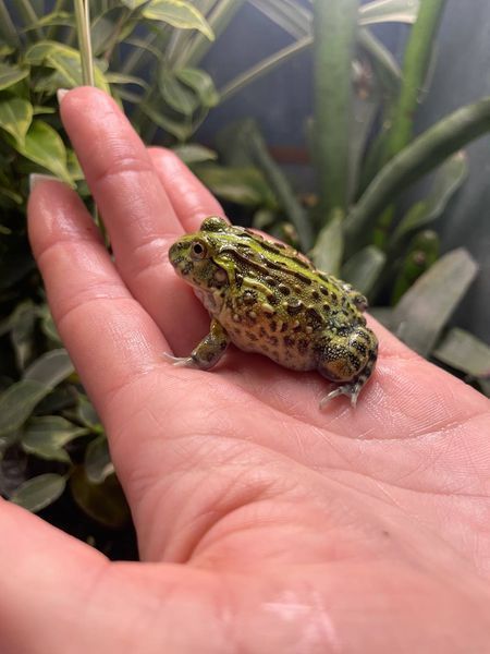 Pyxicephalus adspersus 40010 фото