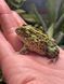 Pyxicephalus adspersus 40010 фото 1