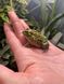 Pyxicephalus adspersus 40010 фото 2