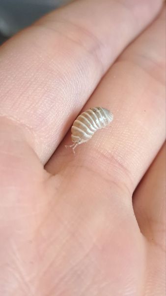 Armadillidium maculatum "zebra champain" 19008 фото