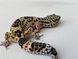 Normal het TA, phet Blizzard, eclipse 117223 фото 3