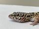 Normal het TA, phet Blizzard, eclipse 117223 фото 1