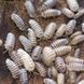 Armadillidium maculatum "zebra champain" 19008 фото 1
