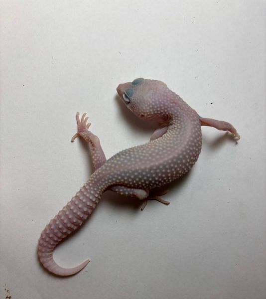Blizzard Tremper albino  het eclipse 1817 фото