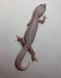 Blizzard Tremper albino  het eclipse 1817 фото 1