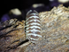 Armadillidium maculatum "zebra chocolate" 19009 фото 1