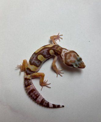 Tremper albino  1816 фото