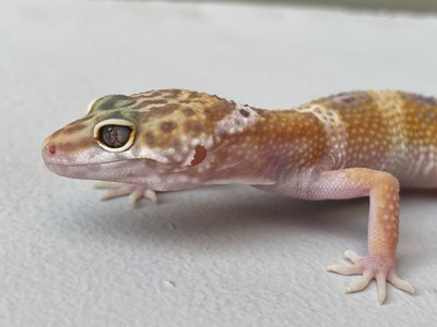 Эублефар (лат. Eublepharis macularius) - Hypomelanistic Tremper Albino 11008 фото