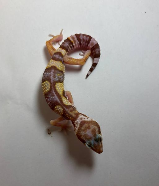 Tremper albino  1816 фото