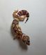 Tremper albino  1816 фото 2