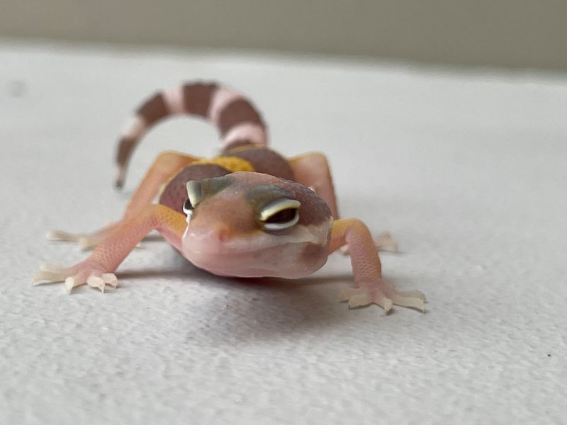Tremper Albino 2324 фото
