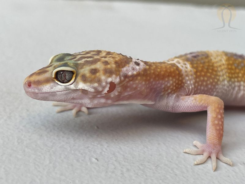 Эублефар (лат. Eublepharis macularius) - Hypomelanistic Tremper Albino 11008 фото