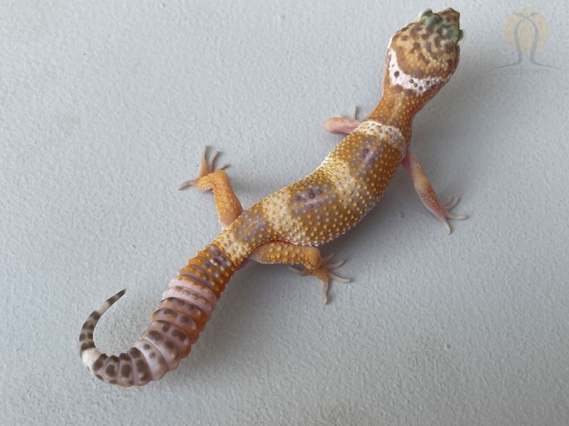 Эублефар (лат. Eublepharis macularius) - Hypomelanistic Tremper Albino 11008 фото