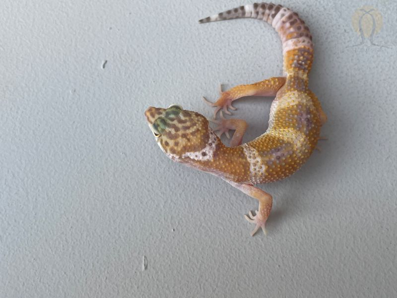 Эублефар (лат. Eublepharis macularius) - Hypomelanistic Tremper Albino 11008 фото