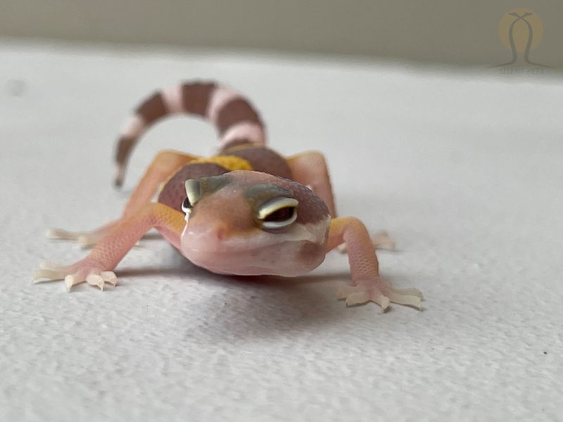 Tremper Albino 2324 фото